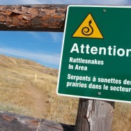 Rattlesnake Sign