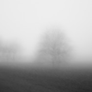 Nebelbaum