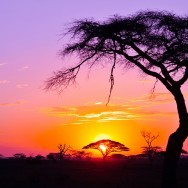Serengeti Sunrise