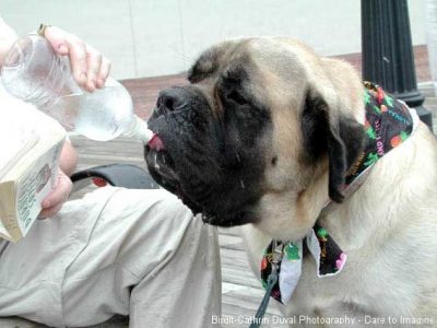 Hundstage