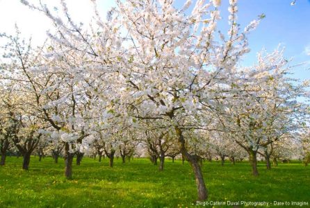 Kirschblüte