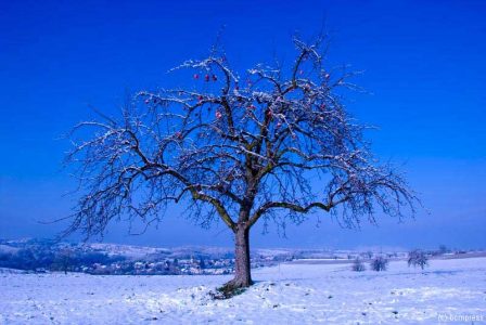 Winteräpfel