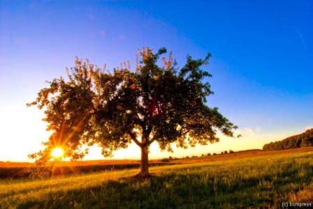 Sommerbaum