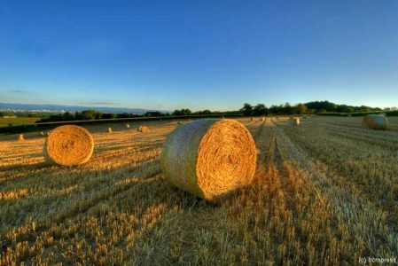 Abendlicht