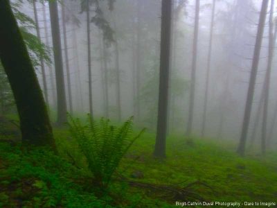 Nebel im Schwarzwald