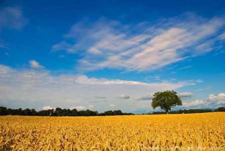 Sommer