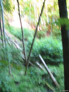 Wald