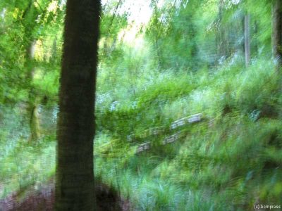 Wald