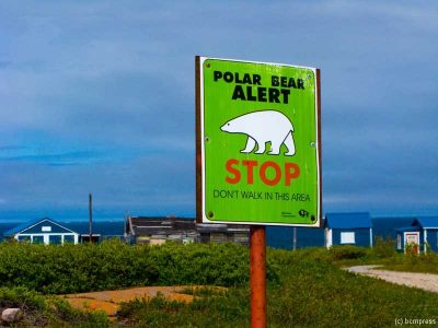 Bear Alert