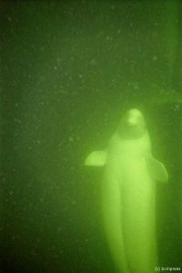 Beluga 1