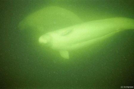 Beluga 6