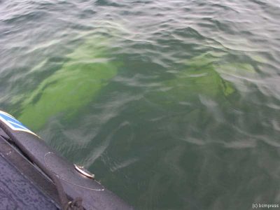 Belugas