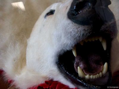 Polar Bear
