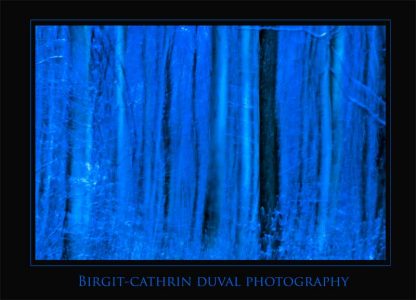 Dancing Forest