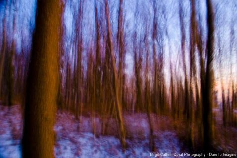 Dancing Forest evening