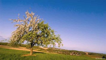 Apfelbaum