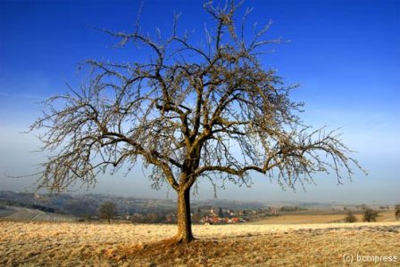 Apfelbaum