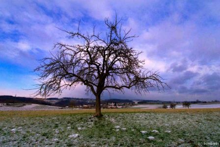 Apfelbaum