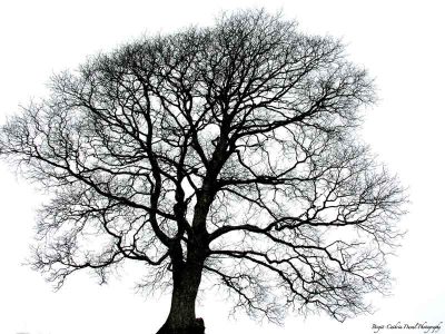 Baum