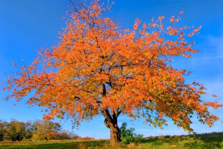 Herbstfarben