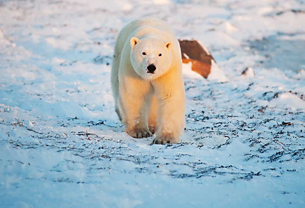 polar-bear-1
