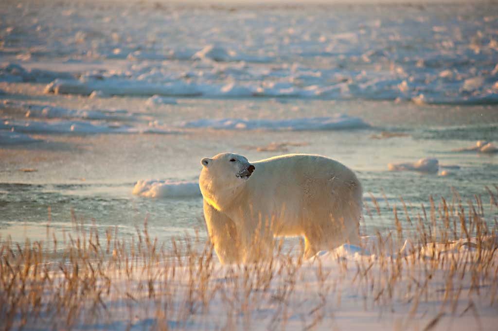 polar-bear-2