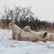 polar-bear-playing