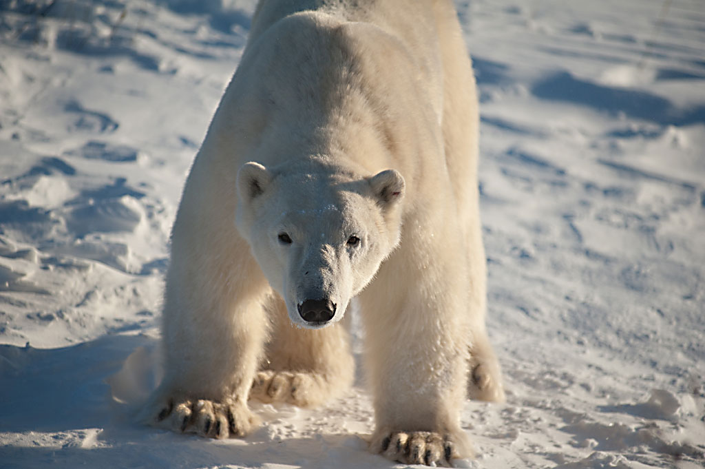 Polarbear