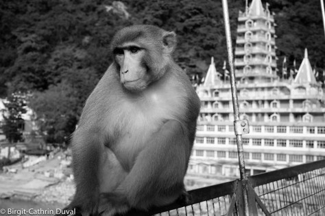 Rishikesh-Monkey