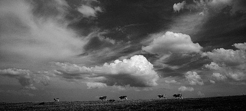 Cows, Clouds and Sky