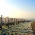 Raureif in den Reben