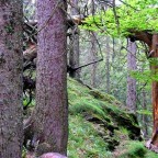 Abenteuer Alpiner Pfad